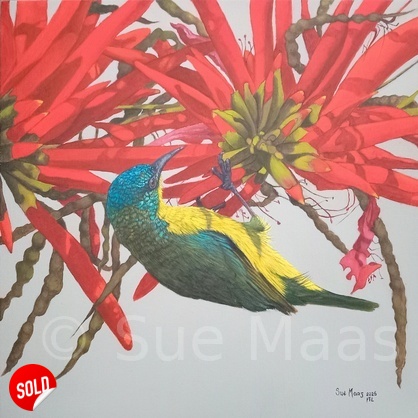 Collared Sunbird