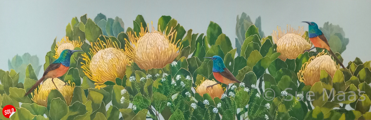 Orange Breasted Sunbirds