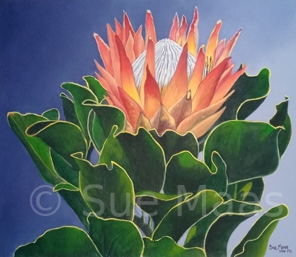 Protea Study 1