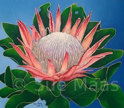 Protea Study 2
