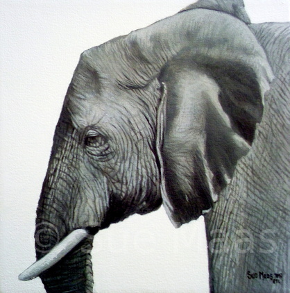 Elephant Study