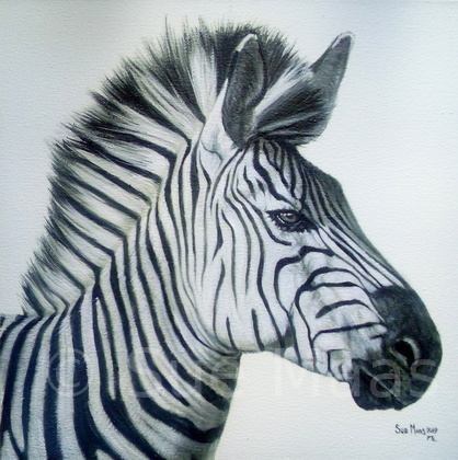 Zebra Study