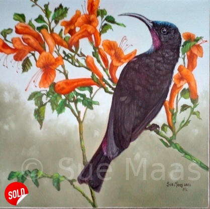 Black Sunbird