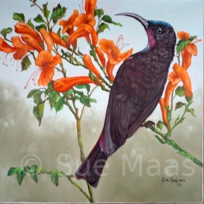 Black Sunbird
