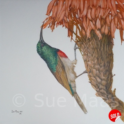 Greater Double-Collared Sunbird