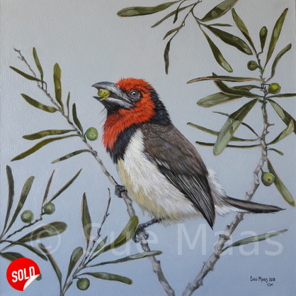 Black Collared Barbet