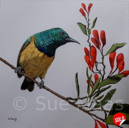 Collared Sunbird