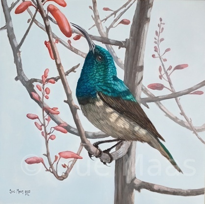 Anticipation (White Breasted Sunbird)