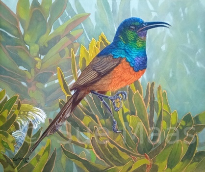 Orange Breasted Sunbird